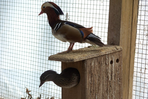 Nesting Mandarins